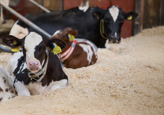 Finspån från Laxå Pellets