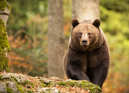 Köp stallströ för kampanjpris