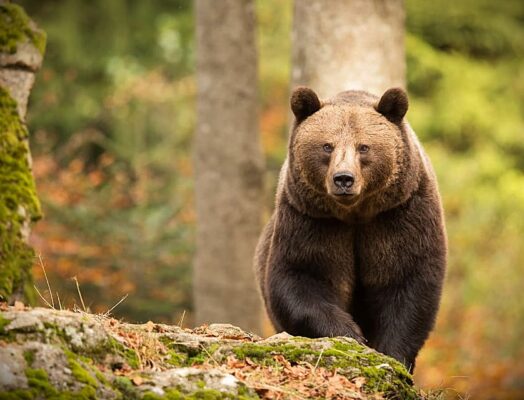Köp stallströ för kampanjpris